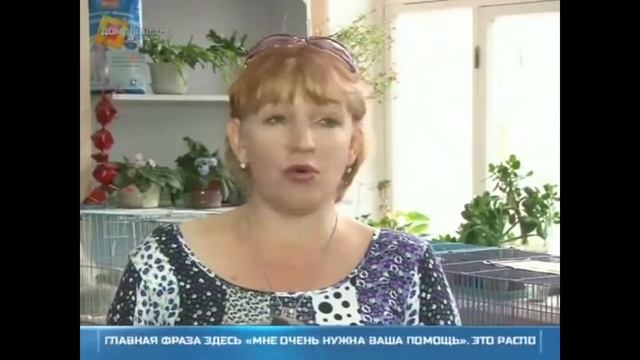 Как правильно кормить котят? Смотри это видео! смотреть онлайн