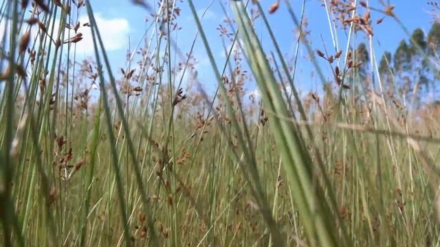 Modern music for Pilates practice [60 minutes of Music for Pilates] Songs Of Eden Pilates Songs смотреть онлайн