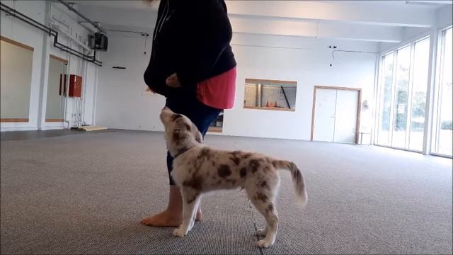 Tango, 16 weeks old смотреть онлайн