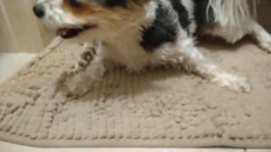 Приступ у бивера в 6 утра 14 12 2022