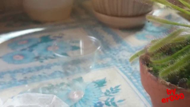 Plants - Feeding, Care Cape Sundew (Drosera Capensis L.)