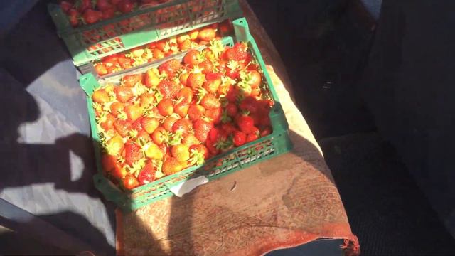 Сбор Клубники смотреть онлайн