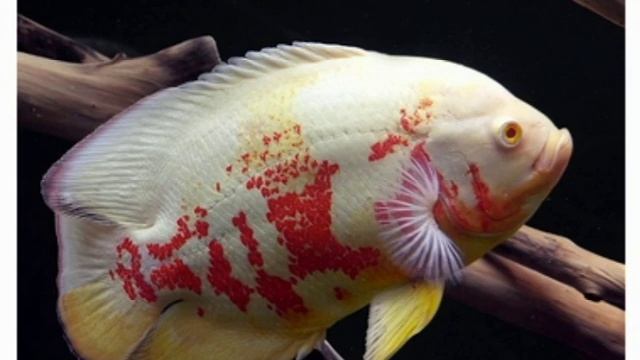 Астронотус-оскар альбинос смотреть онлайн