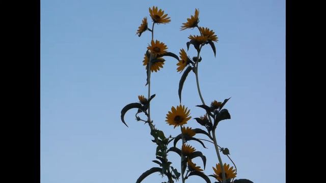 Maximilian sunflower смотреть онлайн