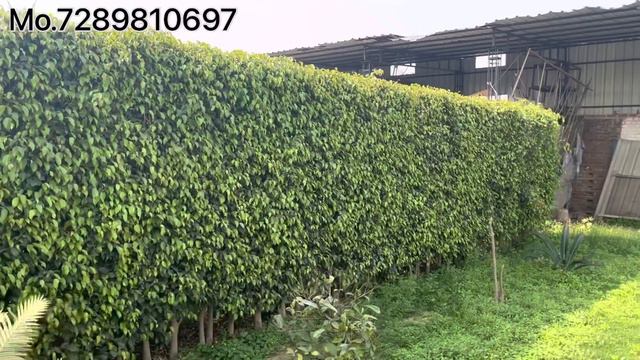 How to Build a Wall with a Ficus Benjamina Plant || How to made Ficus benjamina plant boundary смотреть онлайн