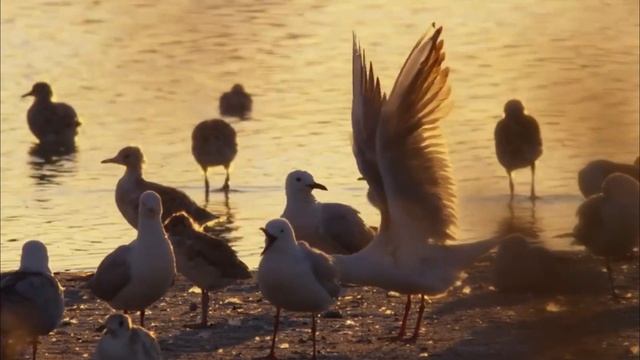 Морской голубок - Larus genei смотреть онлайн