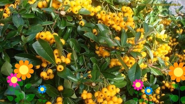 Пираканта Голден Чармер. Краткий обзор, описание характеристик pyracantha Golden Charmer смотреть онлайн