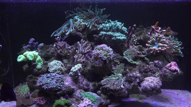 Морской аквариум Циано Фрагование кораллов смотреть онлайн