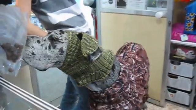 вязанная шапка для дога смотреть онлайн