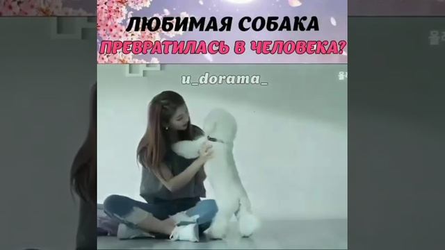 Любимая собака превратилась в человека из Дорамы ❤️ смотреть онлайн