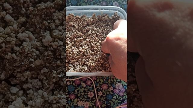 Самка эублефара Влада сделала первую кладку из двух яиц! Ура!!! смотреть онлайн