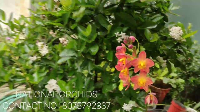 National Orchids kollam yeroor 8075792337(watsap) смотреть онлайн