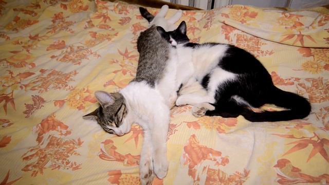 Сиеста смотреть онлайн