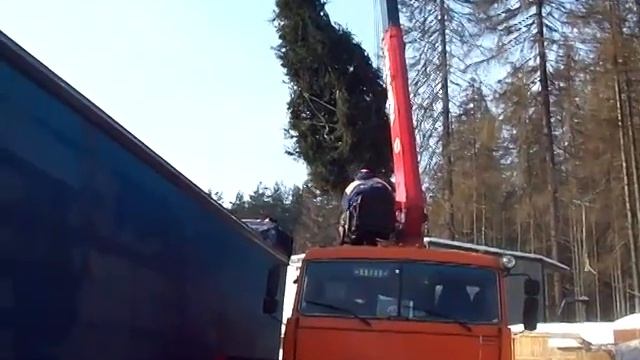 Посадка деревьев крупномеров зимой - Ландафт Профит- http://landchaftprofit.ru/catalog.html смотреть онлайн