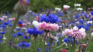 Лена  Василек и группа Белый день    Василек