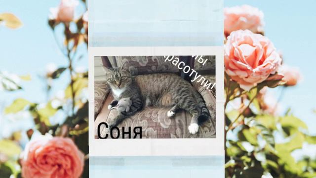 💖😻 СОНЯМОМЕНТЫ 😻 от Гугл Фото 💖 2 ч.💖 смотреть онлайн