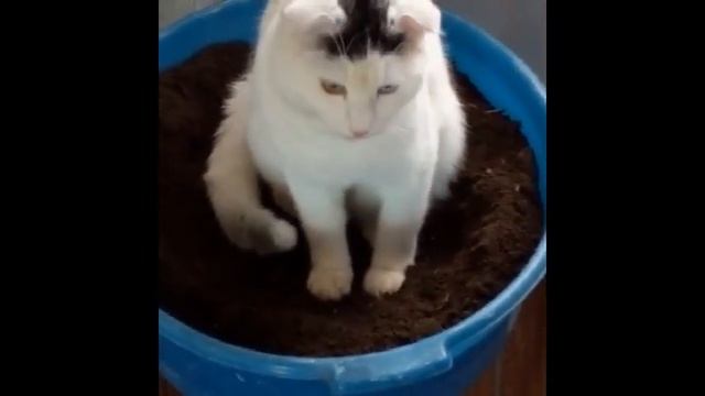 Кот решил улучшить почву для посадки растений...))