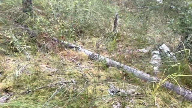 Тонны клюквы и брусники на болоте в Подмосковье смотреть онлайн
