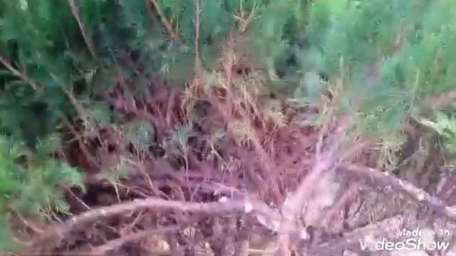 Композиции с хвойными без вредителей и сорняков смотреть онлайн