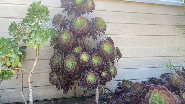 Aeonium arboreum v. 'Atropurpureum' смотреть онлайн
