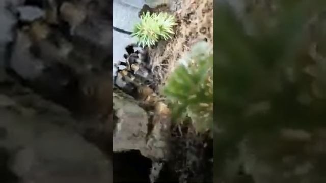 Паук птициед. Брахипельма Смита смотреть онлайн