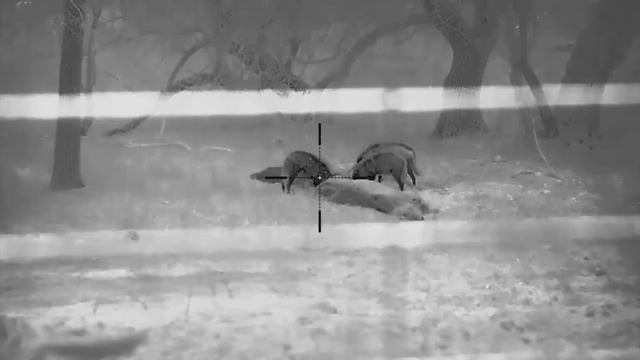 Hunting coyotes in South Dakota with O'Neill Ops смотреть онлайн