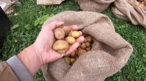 Мой урожай картошки на участке 20 соток