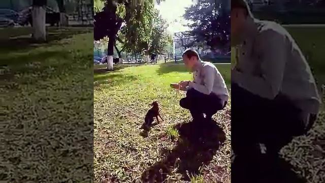 Дрессировка. Той терьер смотреть онлайн