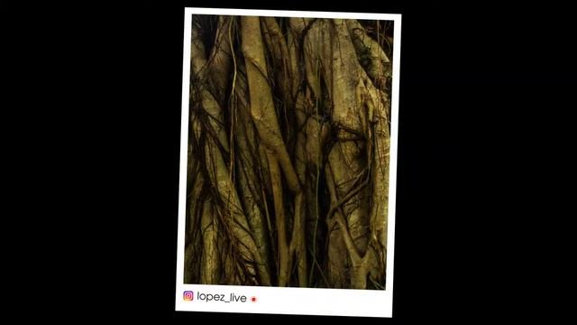 ДЖУНГЛИ | Аллигатор | Фауна смотреть онлайн