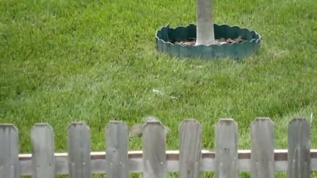 Белочка - наша гостья смотреть онлайн