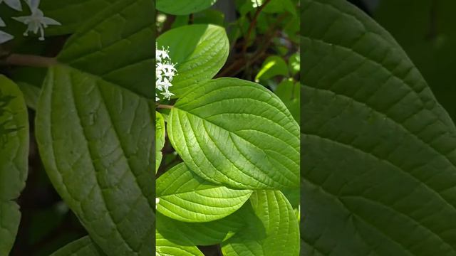 Дёрен белый.Кизил блестящий. Всё лучшее в природе!!! смотреть онлайн