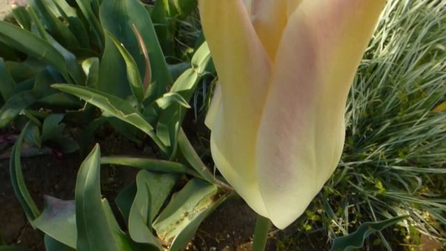 Лилиецветный тюльпан Elegant Lаdy. смотреть онлайн