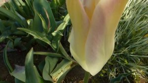 Лилиецветный тюльпан Elegant Lаdy.