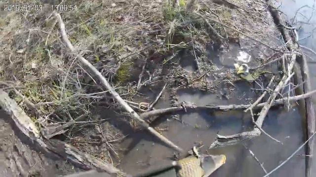 Pond Monster Karp смотреть онлайн