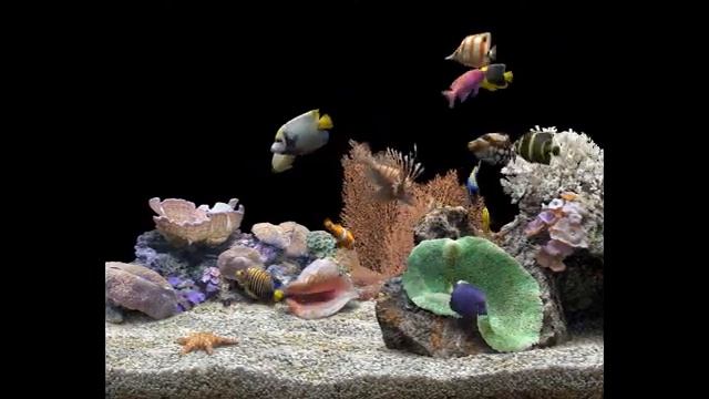 Красивый скринсейвер "Рыбки в ночном аквариуме" смотреть онлайн