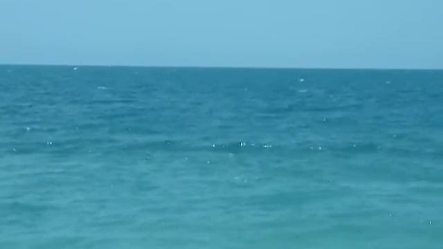 Геленджик дельфины ловят рыбу.MOV смотреть онлайн