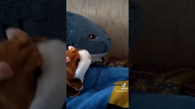 TikTok Говорящий Хомяк и шотландская вислоухая кошка Майя!#cat#lovecats#scottishfold