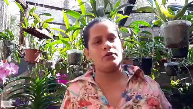Cultivo de orquídeas no geral смотреть онлайн