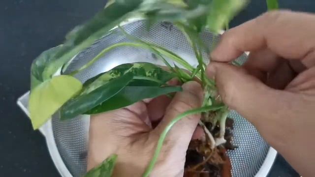 Philodendron Burle Marx Variegated - Trim Green Leaves and Repot смотреть онлайн
