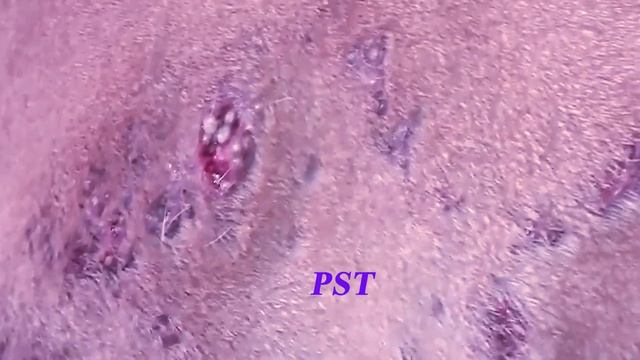 Removing Monster Mango worms From Helpless Dog! Animal Rescue Video 2022 #13 смотреть онлайн