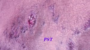 Removing Monster Mango worms From Helpless Dog! Animal Rescue Video 2022 #13