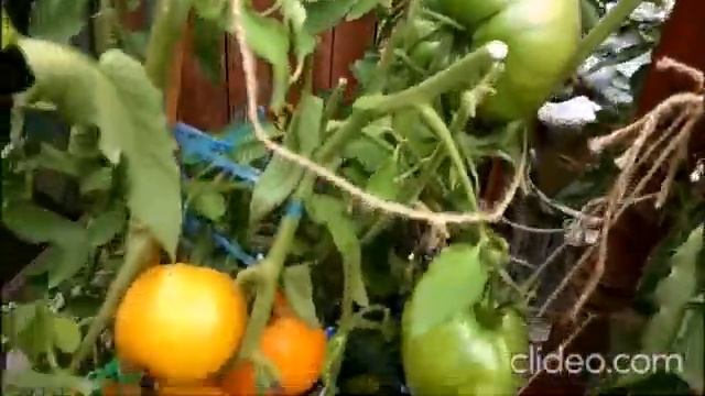 Замечательный крупноплодный сорт - вырастет в любом регионе! смотреть онлайн