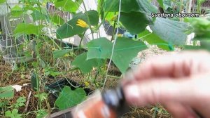 БОРНАЯ КИСЛОТА +НАШАТЫРНЫЙ СПИРТ+МАРГАНЦОВКА =СЕКРЕТ ОБИЛЬНОГО УРОЖАЯ ОГУРЦОВ.СУПЕР СРЕДСТВО..