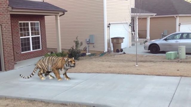 Tigre corre libremente. смотреть онлайн