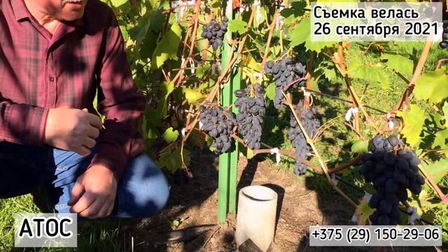 АТОС - гибридная форма, которая должна быть на каждом винограднике! ( Беларусь, 2021) смотреть онлайн