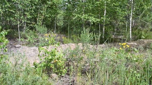 Птенцы тетерева, погоня за журавлями, укрощение змеи в Клязьминско-Лухском заказнике. смотреть онлайн