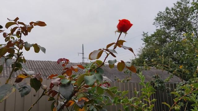 Салита. Salita. (плет. клаймб.) rosebushes.ru смотреть онлайн