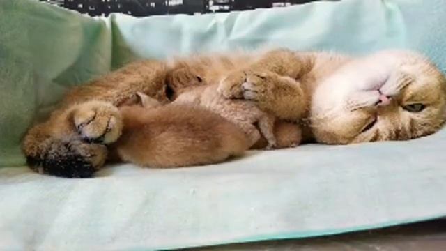 Новорожденный Котенок плачет ?