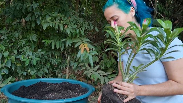 Cuidados con el CAUDEX! Como mejorar el tronco de su Adenium Obesum. смотреть онлайн