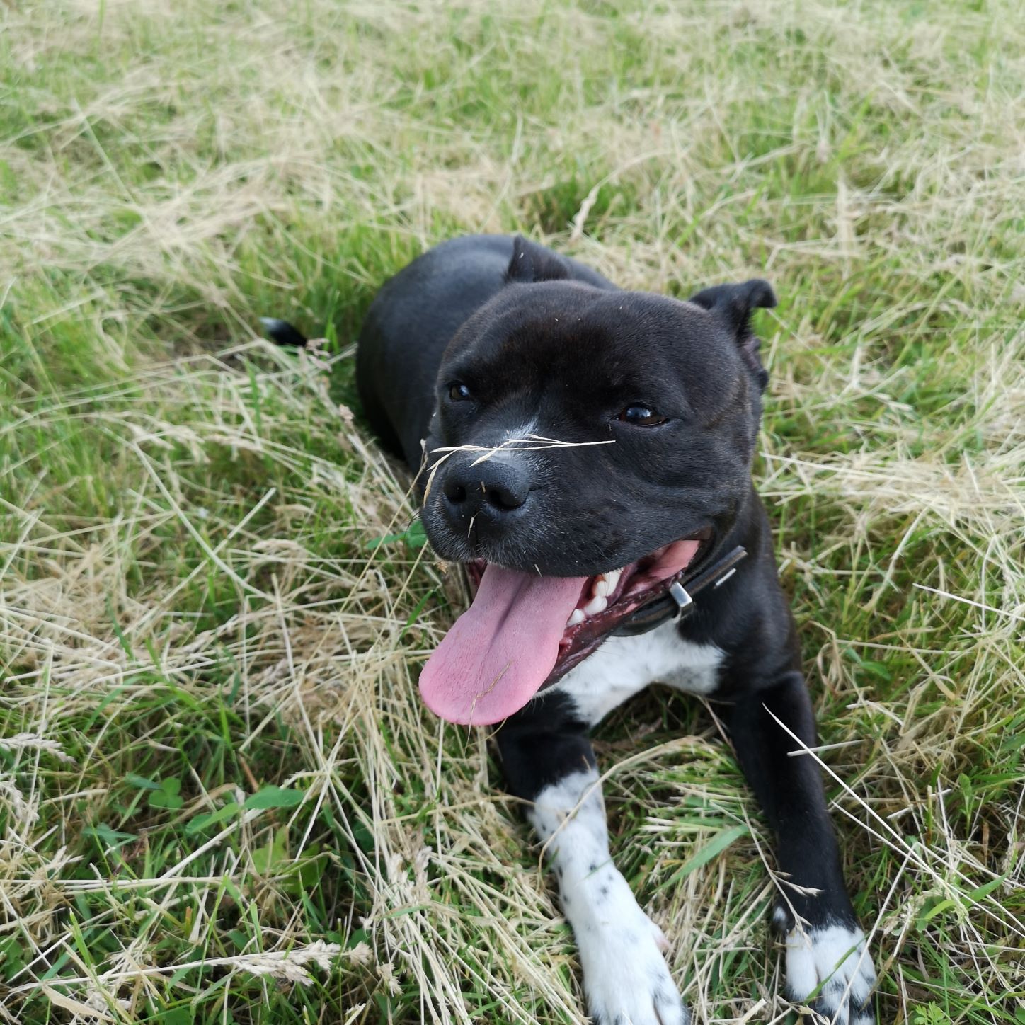 Стаффбуль Леди попрыгунья смотреть онлайн